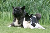 AKITA AMERICAIN 507
